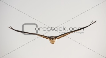 Large Osprey in flight
