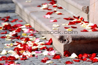 Rose petals on a staircase