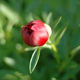 Red peony bud from above on the green background