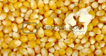Popcorn on Corn Background