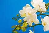 white phalaenopsis flowers