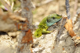 Closeup of a lizard
