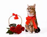 Cat and red rose basket