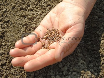 hand with seeds