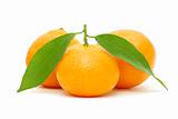  tangerine 