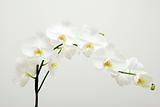 white orchids 