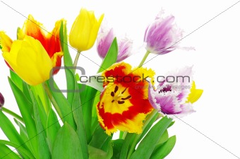  tulips on white