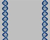 DNA border