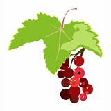 bunch of red currant illustration