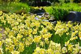 Daffodils Near a Creek