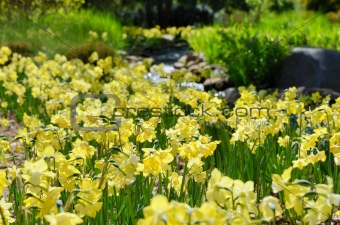 Daffodils Near a Creek