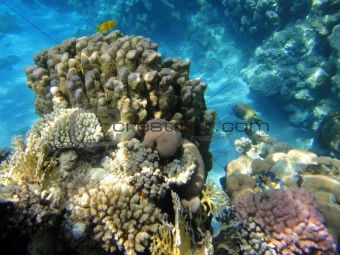 Underwater scene in Red sea