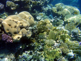 Coral garden in Red sea