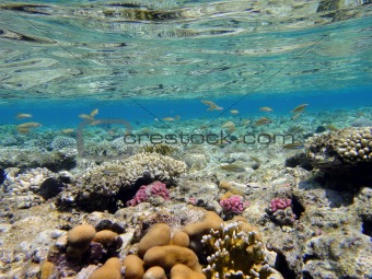 Underwater scene in Red sea 3