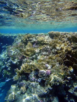 Coral garden in Red sea 2