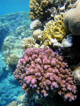 Coral garden in Red sea 3