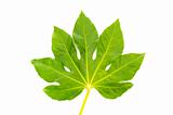 Green fig leaf isolated on the white
