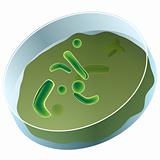 Petri Dish of Bacteria