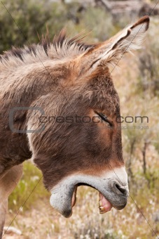 Wild Burro Donkey in Nevada Desert