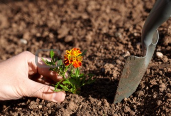 planting flower