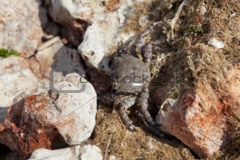Crab among the stones