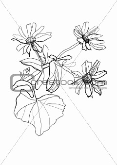 drawing camomile
