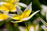 Yellow Tulip closeup
