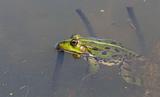 Detailes frog 