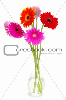 colorful  flowers gerberas 