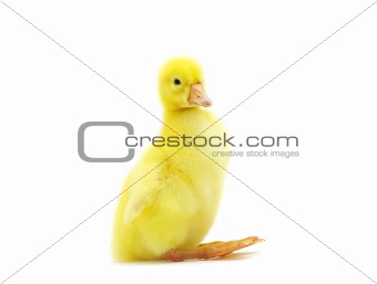 cute gosling 