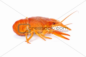  crayfish 