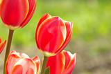  red tulips 
