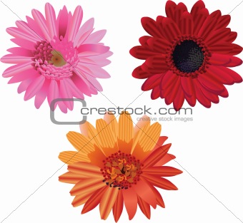 Isolated daisy collection set