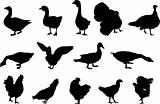 poultry silhouettes