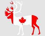 Canadian caribou