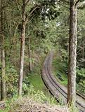 Forest railroad