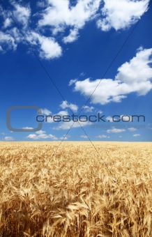 Wheat field at countryside.