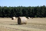 Rolls at wheat field.