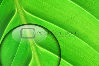 green leaf with water drop