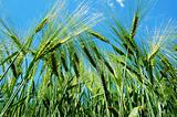 wheat grain under blue sky