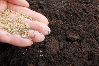 hand sowing seed