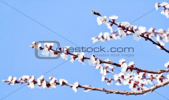 cherry flowers in spring time.
