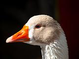 head of duck close-up