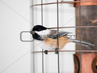 Great tit bird on feeder in winter