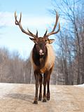  Male Red Deer in winter 