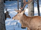  Male Red Deer in winter 