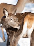 Baby deer fawn in winter