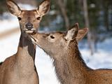 Red deers cuddling