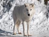 Artic wolf in winter.