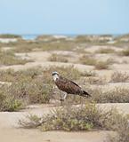 Osprey in a desert wilderness